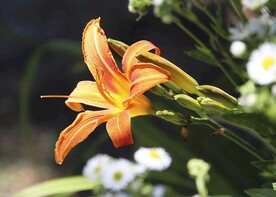 鲜花