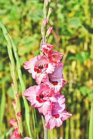 鲜花