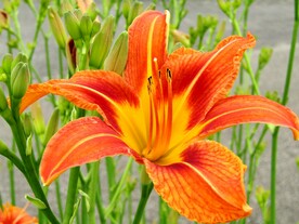 鲜花
