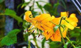 鲜花