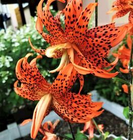 鲜花