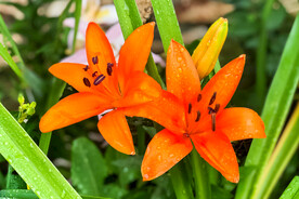 鲜花