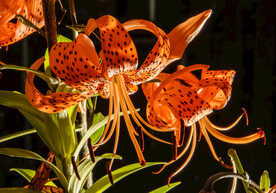 鲜花