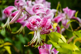 鲜花