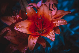 鲜花