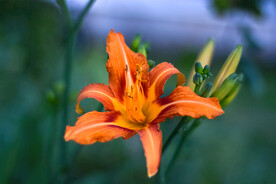 鲜花