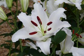 鲜花