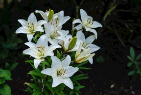 鲜花