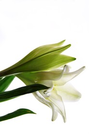 鲜花