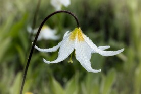 鲜花