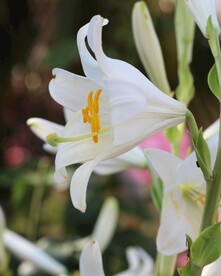 鲜花