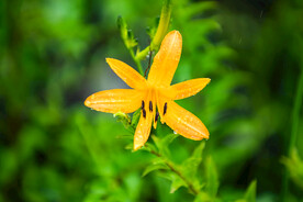 鲜花