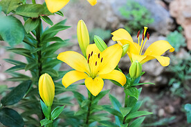 鲜花
