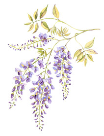 素材花