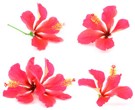 素材花