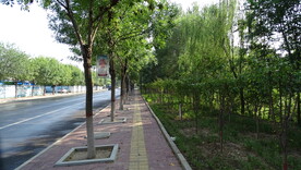 马路两旁树