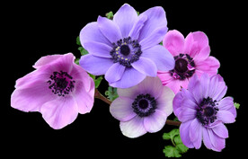鲜花