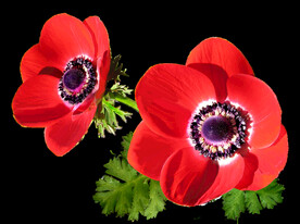鲜花