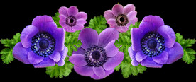 鲜花