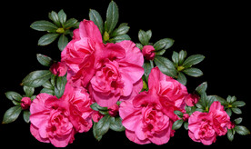 鲜花