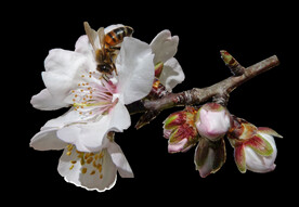 鲜花