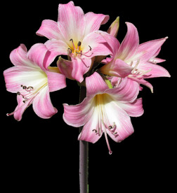 鲜花