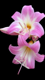 鲜花