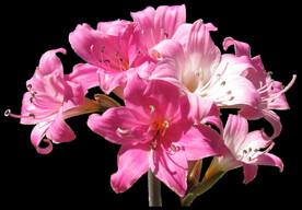 鲜花