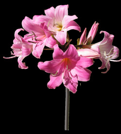 鲜花