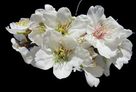 鲜花