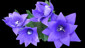 鲜花