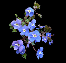 鲜花