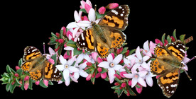 鲜花