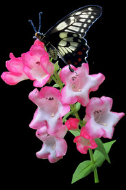 鲜花