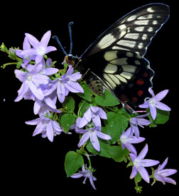 鲜花