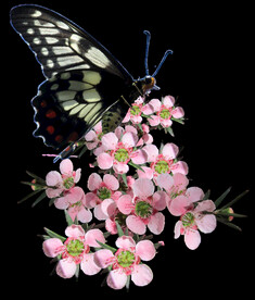 鲜花