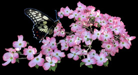 鲜花