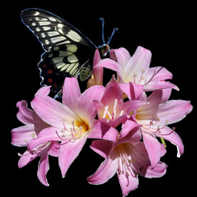 鲜花