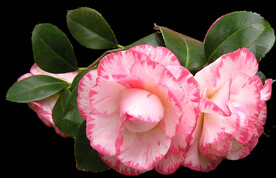 鲜花