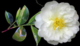 鲜花