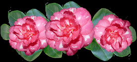 鲜花