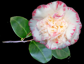 鲜花