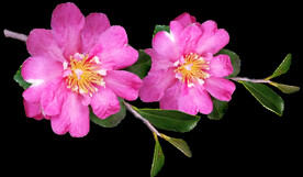 鲜花