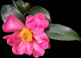 鲜花