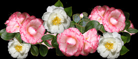 鲜花