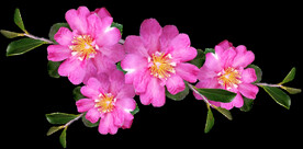 鲜花