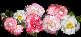 鲜花