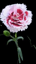 鲜花