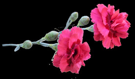 鲜花