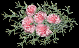 鲜花